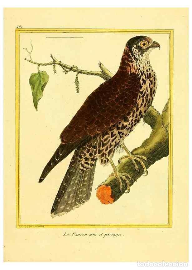 Collection Magazines and Newspapers: Reproducci&oacute;n/Reproduction 49639316108: Planches enlumin&eacute;es d'histoire naturelle. Paris? :s.n.,1765-1