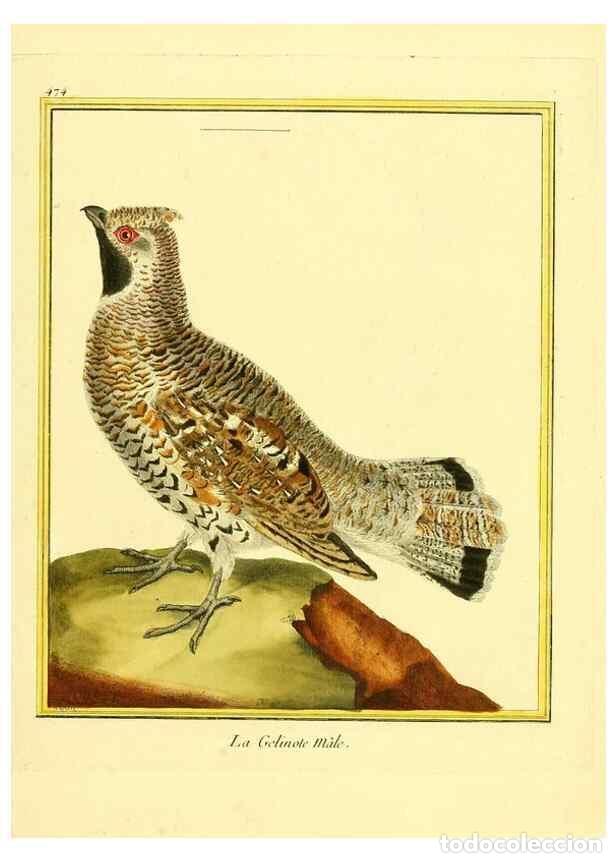 Collection Magazines and Newspapers: Reproducci&oacute;n/Reproduction 49640116372: Planches enlumin&eacute;es d'histoire naturelle. Paris? :s.n.,1765-1