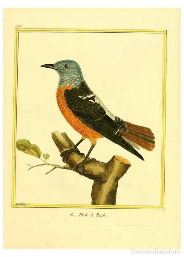 Collection Magazines and Newspapers: Reproducci&oacute;n/Reproduction 49640295667: Planches enlumin&eacute;es d'histoire naturelle. Paris? :s.n.,1765-1