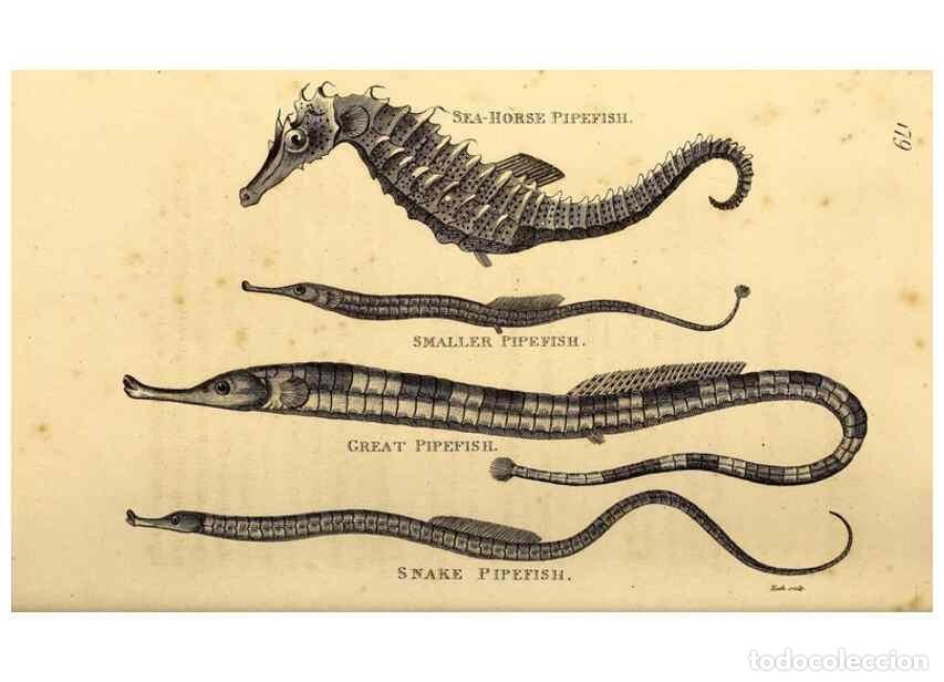 Collection Magazines and Newspapers: Reproducci&oacute;n/Reproduction 49827385067: General zoology, or Systematic natural history. London,Printe