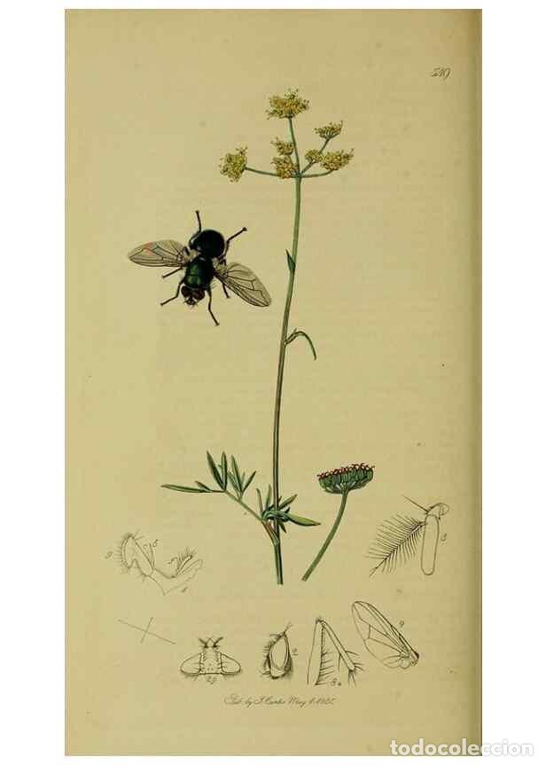 Collezionismo di Riviste e Giornali: Reproducci&oacute;n/Reproduction 49640421848: British entomology :. London,Printed for the author,1823-1840