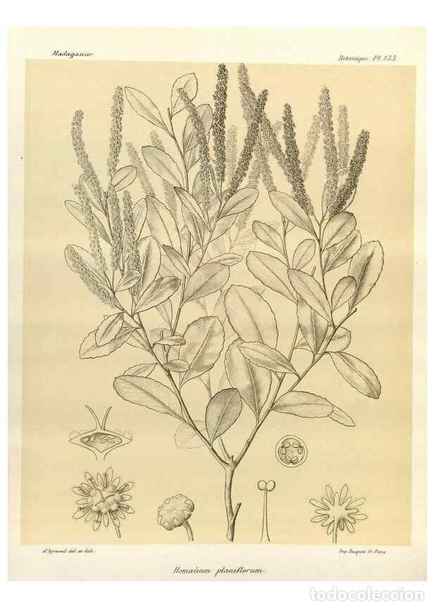 Collezionismo di Riviste e Giornali: Reproducci&oacute;n/Reproduction 49786219567: Histoire physique, naturelle, et politique de Madagascar. Par