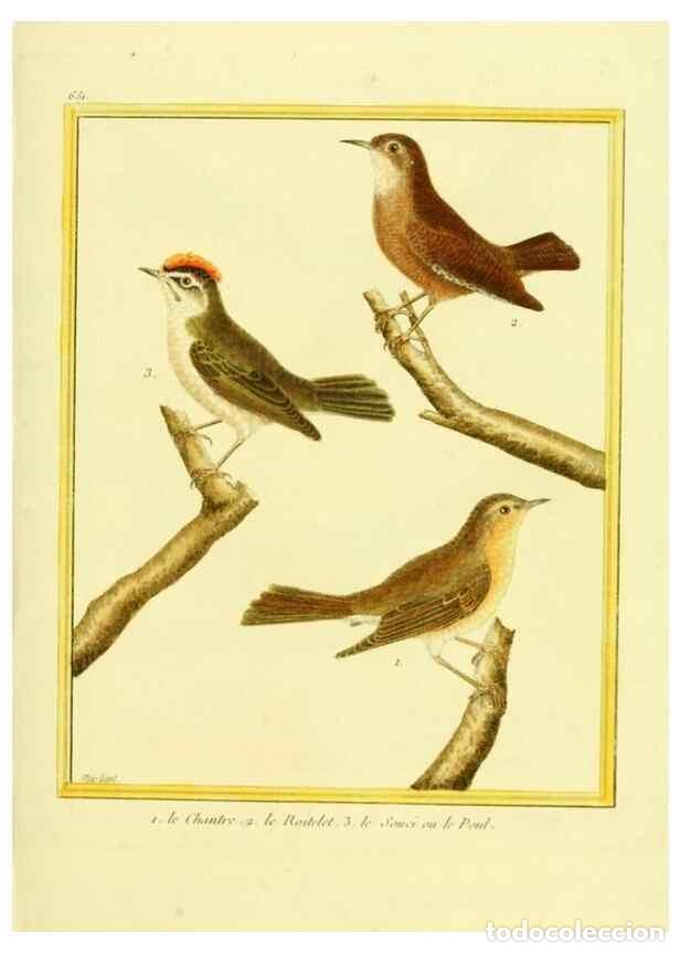 Collezionismo di Riviste e Giornali: Reproducci&oacute;n/Reproduction 49640371017: Planches enlumin&eacute;es d'histoire naturelle. Paris? :s.n.,1765-1