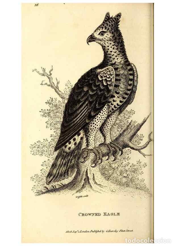 Collezionismo di Riviste e Giornali: Reproducci&oacute;n/Reproduction 49829525933: General zoology, or Systematic natural history. London,Printe