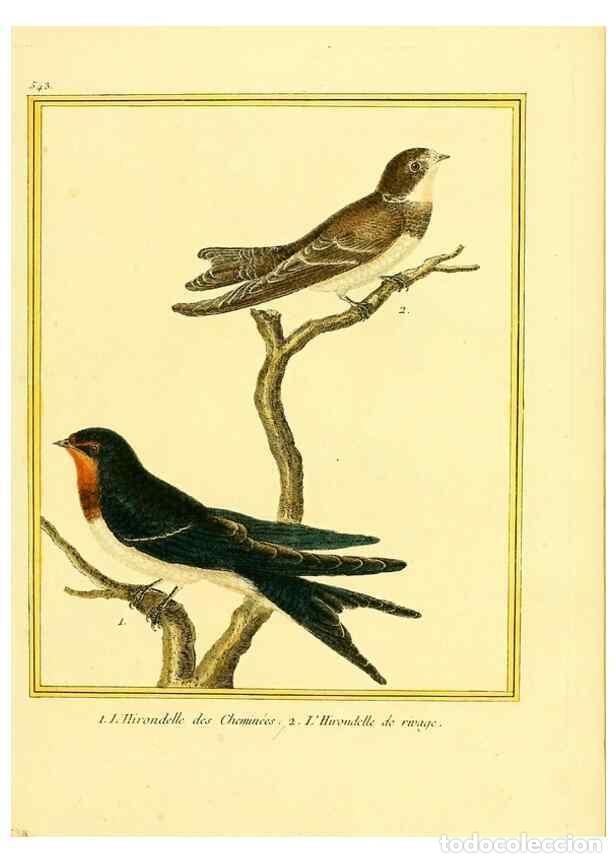 Collezionismo di Riviste e Giornali: Reproducci&oacute;n/Reproduction 49639492483: Planches enlumin&eacute;es d'histoire naturelle. Paris? :s.n.,1765-1