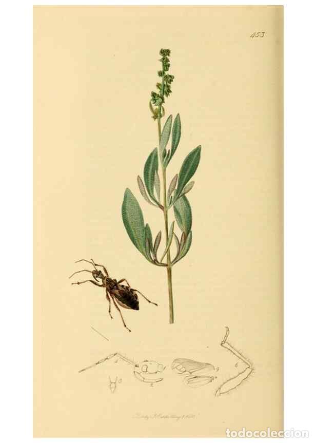 Collezionismo di Riviste e Giornali: Reproducci&oacute;n/Reproduction 49640869401: British entomology :. London,Printed for the author,1823-1840