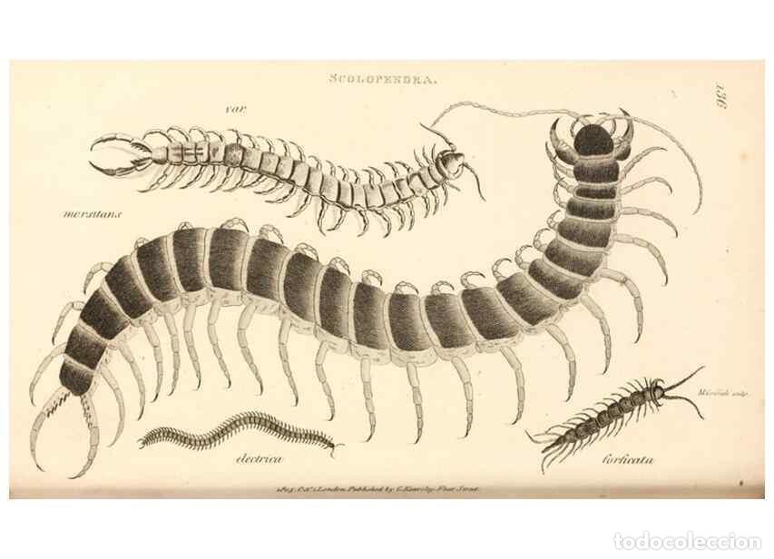 Collezionismo di Riviste e Giornali: Reproducci&oacute;n/Reproduction 49829875976: General zoology, or Systematic natural history. London,Printe