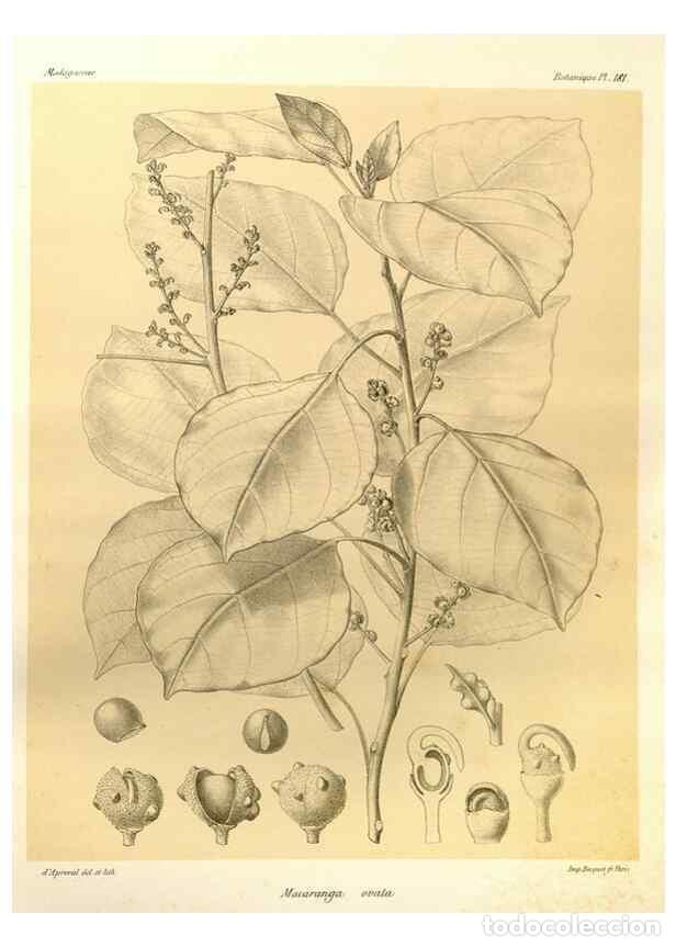 Collezionismo di Riviste e Giornali: Reproducci&oacute;n/Reproduction 49786235307: Histoire physique, naturelle, et politique de Madagascar. Par