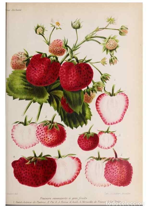 Collezionismo di Riviste e Giornali: Reproducci&oacute;n/Reproduction 49643112273: Revue horticole.. Paris :Librairie agricole de la maison rust