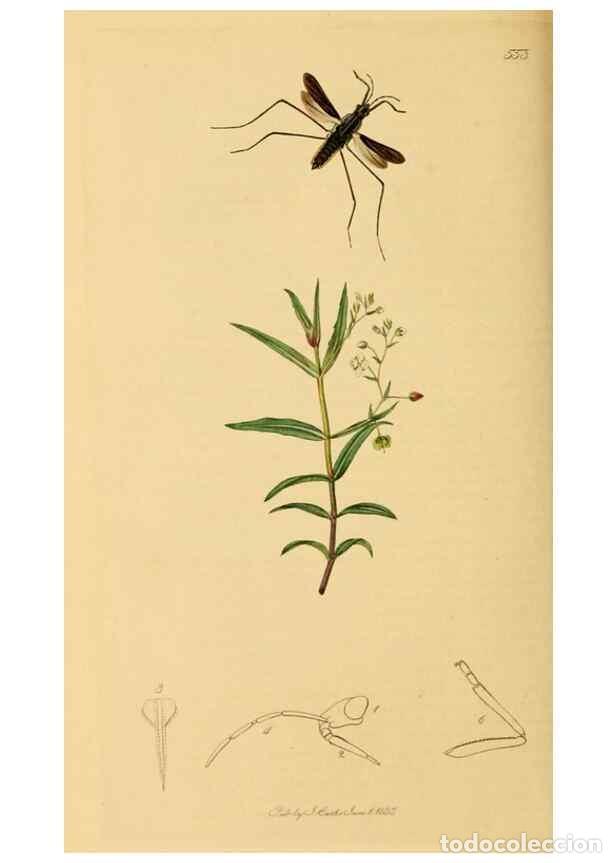 Collezionismo di Riviste e Giornali: Reproducci&oacute;n/Reproduction 49640865896: British entomology :. London,Printed for the author,1823-1840