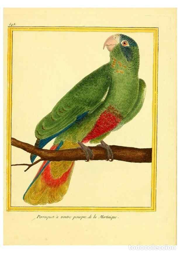 Collezionismo di Riviste e Giornali: Reproducci&oacute;n/Reproduction 49640017981: Planches enlumin&eacute;es d'histoire naturelle. Paris? :s.n.,1765-1