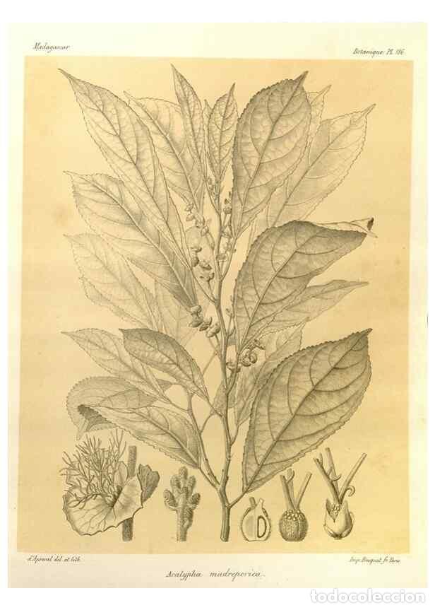 Collezionismo di Riviste e Giornali: Reproducci&oacute;n/Reproduction 49785916181: Histoire physique, naturelle, et politique de Madagascar. Par