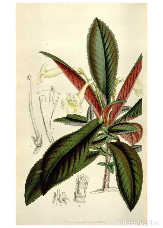 Collezionismo di Riviste e Giornali: Reproducci&oacute;n/Reproduction 49643760172: Flore des serres et des jardins de l'Europe. A Gand :chez Lou