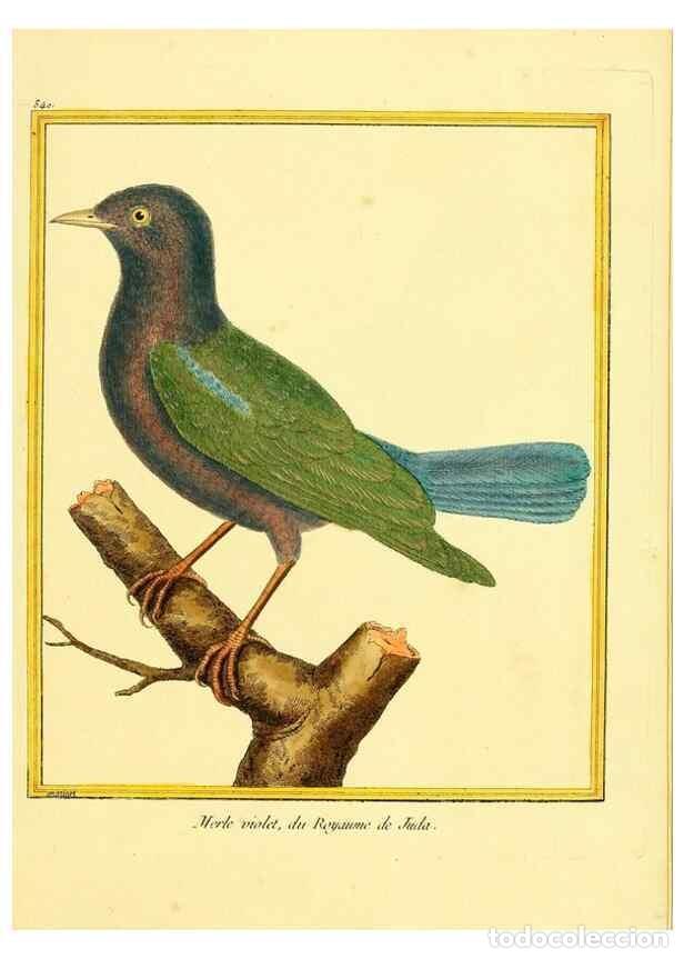 Collezionismo di Riviste e Giornali: Reproducci&oacute;n/Reproduction 49640015826: Planches enlumin&eacute;es d'histoire naturelle. Paris? :s.n.,1765-1