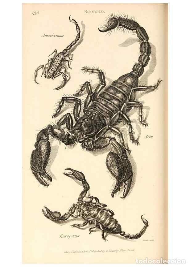 Collezionismo di Riviste e Giornali: Reproducci&oacute;n/Reproduction 49829344428: General zoology, or Systematic natural history. London,Printe