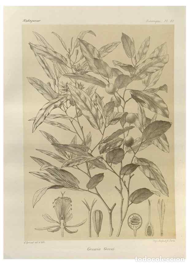 Collection Magazines and Newspapers: Reproducci&oacute;n/Reproduction 49785320303: Histoire physique, naturelle, et politique de Madagascar. Par