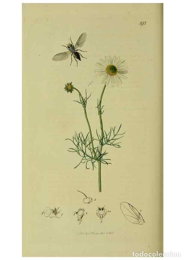 Collection Magazines and Newspapers: Reproducci&oacute;n/Reproduction 49640428023: British entomology :. London,Printed for the author,1823-1840