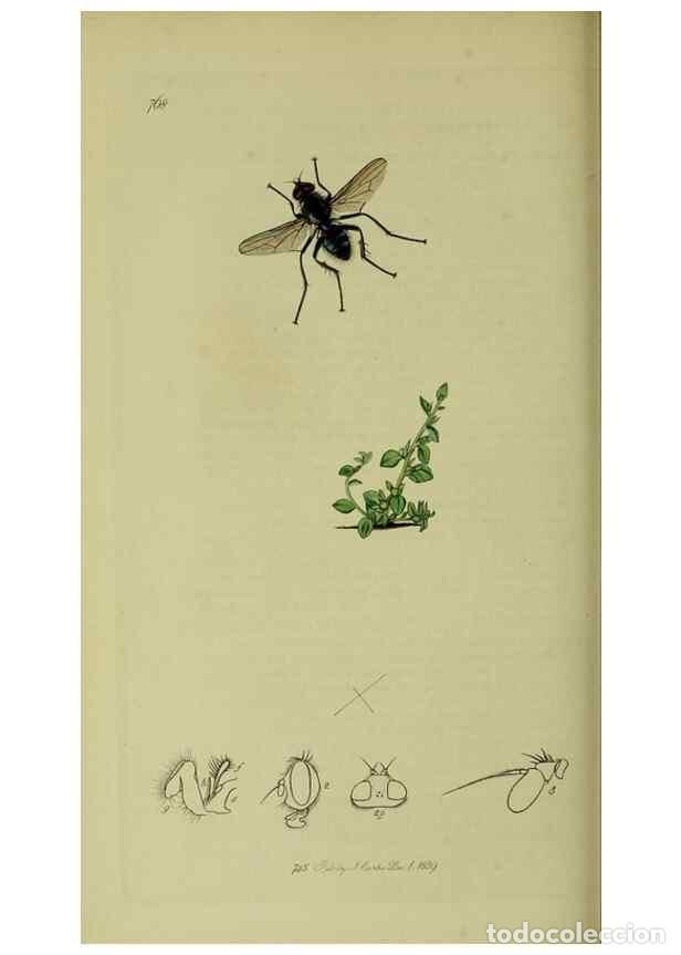 Collection Magazines and Newspapers: Reproducci&oacute;n/Reproduction 49640944506: British entomology :. London,Printed for the author,1823-1840