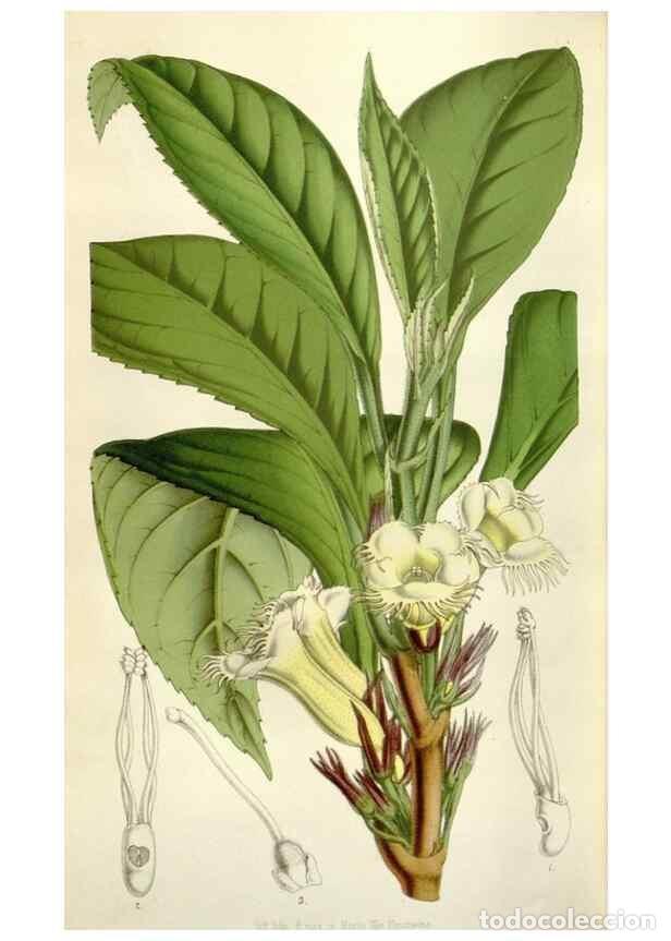 Collection Magazines and Newspapers: Reproducci&oacute;n/Reproduction 49643761922: Flore des serres et des jardins de l'Europe. A Gand :chez Lou