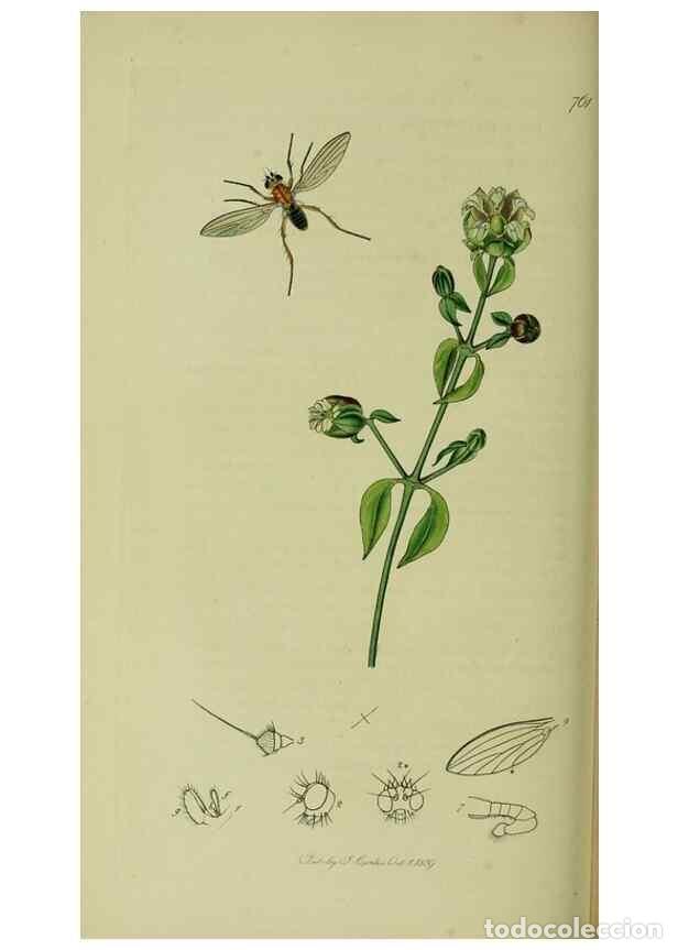 Collection Magazines and Newspapers: Reproducci&oacute;n/Reproduction 49641216697: British entomology :. London,Printed for the author,1823-1840