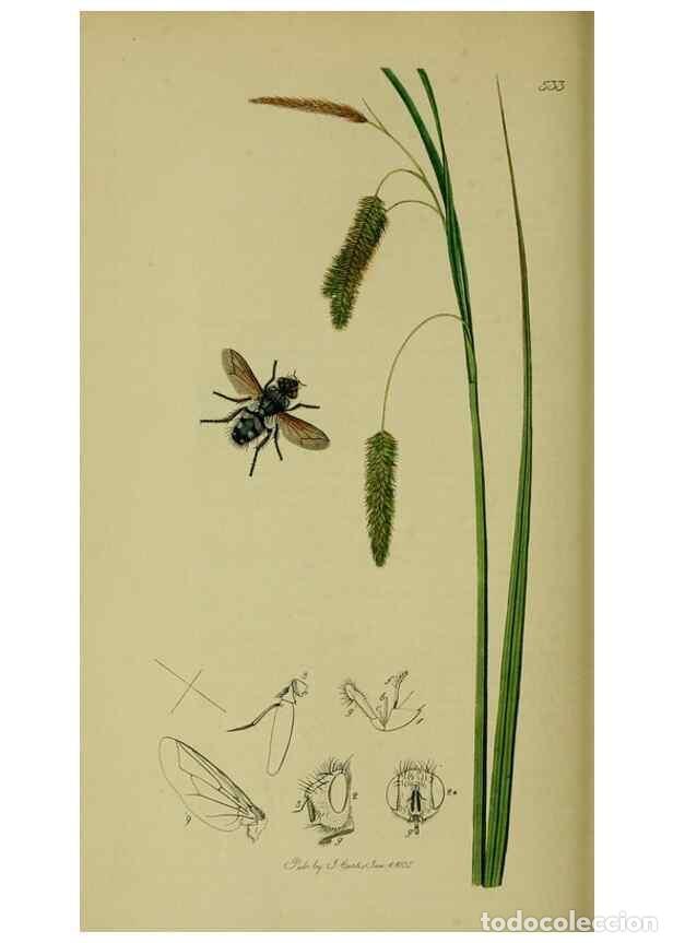 Collection Magazines and Newspapers: Reproducci&oacute;n/Reproduction 49640944141: British entomology :. London,Printed for the author,1823-1840