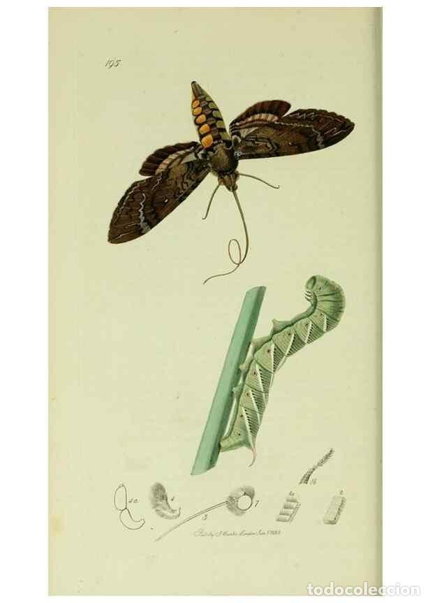 Collection Magazines and Newspapers: Reproducci&oacute;n/Reproduction 49640174343: British entomology :. London,Printed for the author,1823-1840