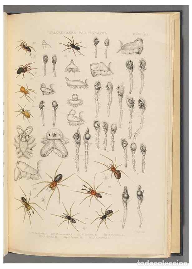 Collection Magazines and Newspapers: Reproducci&oacute;n/Reproduction 49643690617: A history of the spiders of Great Britain and Ireland /. Lond