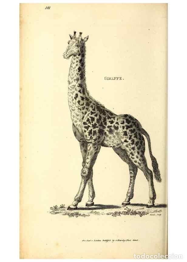 Collection Magazines and Newspapers: Reproducci&oacute;n/Reproduction 49825999728: General zoology, or Systematic natural history. London,Printe