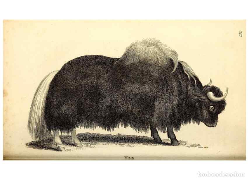 Collezionismo di Riviste e Giornali: Reproducci&oacute;n/Reproduction 49826542656: General zoology, or Systematic natural history. London,Printe