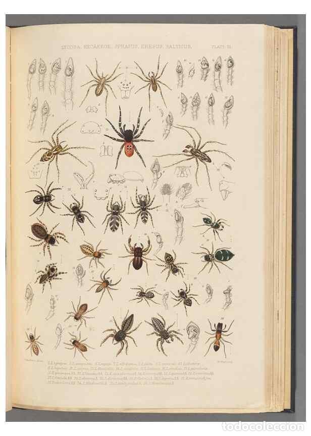 Collezionismo di Riviste e Giornali: Reproducci&oacute;n/Reproduction 49643687497: A history of the spiders of Great Britain and Ireland /. Lond