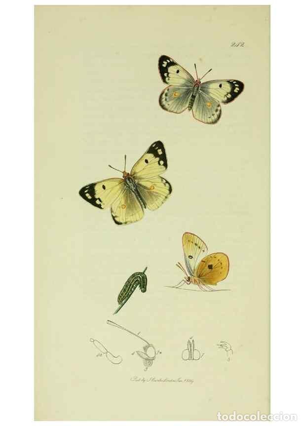 Collezionismo di Riviste e Giornali: Reproducci&oacute;n/Reproduction 49640168153: British entomology :. London,Printed for the author,1823-1840