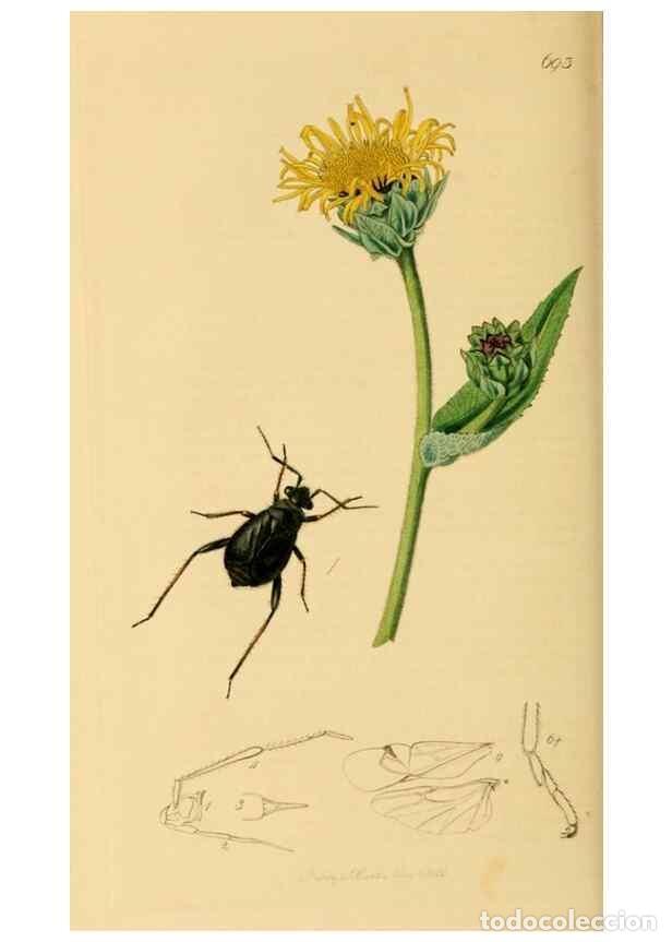 Collezionismo di Riviste e Giornali: Reproducci&oacute;n/Reproduction 49640870276: British entomology :. London,Printed for the author,1823-1840