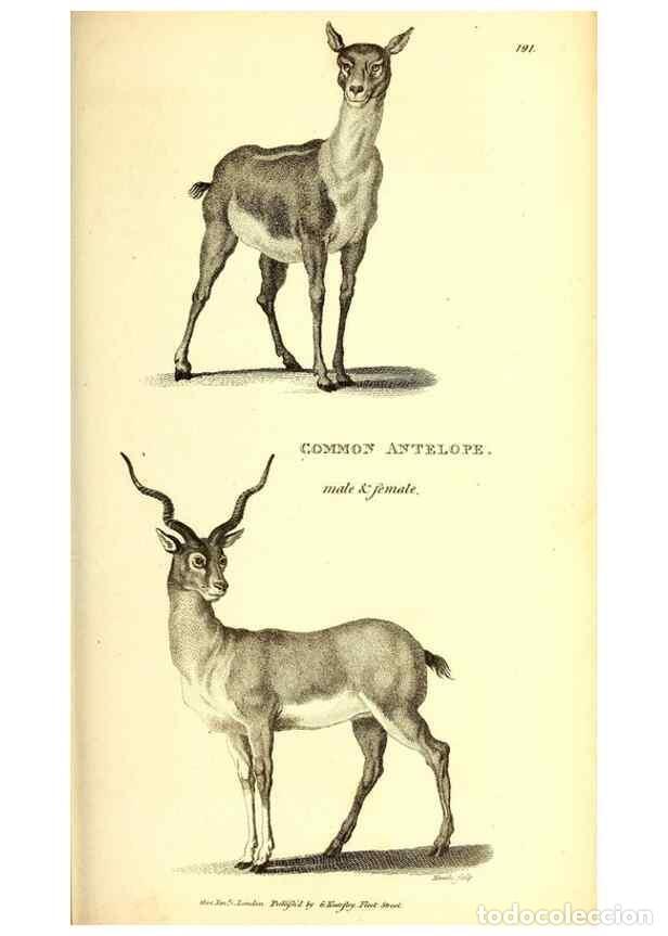 Collezionismo di Riviste e Giornali: Reproducci&oacute;n/Reproduction 49826852112: General zoology, or Systematic natural history. London,Printe