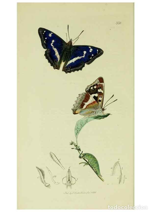 Collezionismo di Riviste e Giornali: Reproducci&oacute;n/Reproduction 49640966222: British entomology :. London,Printed for the author,1823-1840