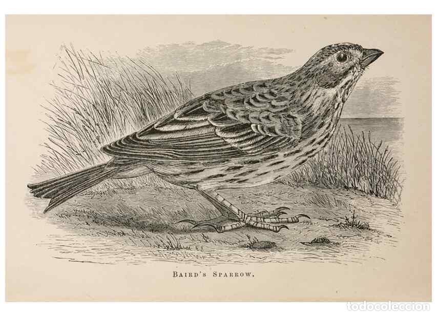 Collezionismo di Riviste e Giornali: Reproducci&oacute;n/Reproduction 49785465843: The naturalist's guide in collecting and preserving objects o