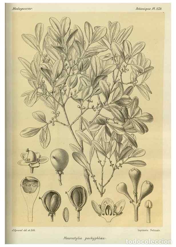 Collezionismo di Riviste e Giornali: Reproducci&oacute;n/Reproduction 49785493248: Histoire physique, naturelle, et politique de Madagascar. Par