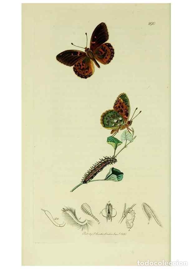 Collezionismo di Riviste e Giornali: Reproducci&oacute;n/Reproduction 49640170583: British entomology :. London,Printed for the author,1823-1840