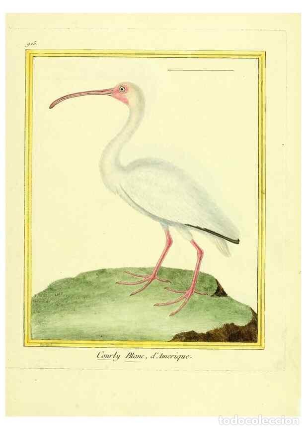 Collezionismo di Riviste e Giornali: Reproducci&oacute;n/Reproduction 49639984973: Planches enlumin&eacute;es d'histoire naturelle. Paris? :s.n.,1765-1