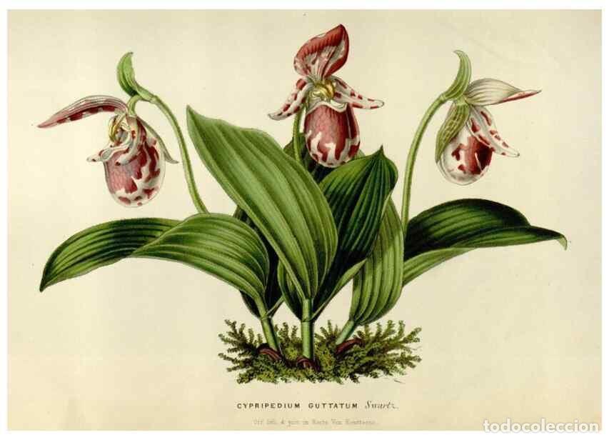 Collezionismo di Riviste e Giornali: Reproducci&oacute;n/Reproduction 49642941408: Flore des serres et des jardins de l'Europe. A Gand :chez Lou