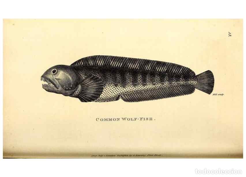 Collezionismo di Riviste e Giornali: Reproducci&oacute;n/Reproduction 49826647826: General zoology, or Systematic natural history. London,Printe