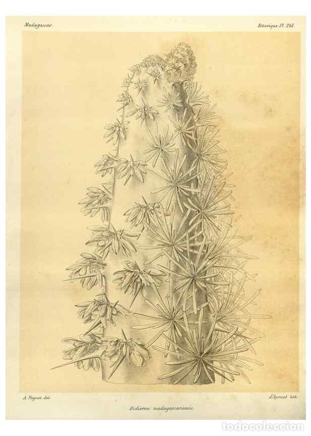 Collezionismo di Riviste e Giornali: Reproducci&oacute;n/Reproduction 49786343997: Histoire physique, naturelle, et politique de Madagascar. Par