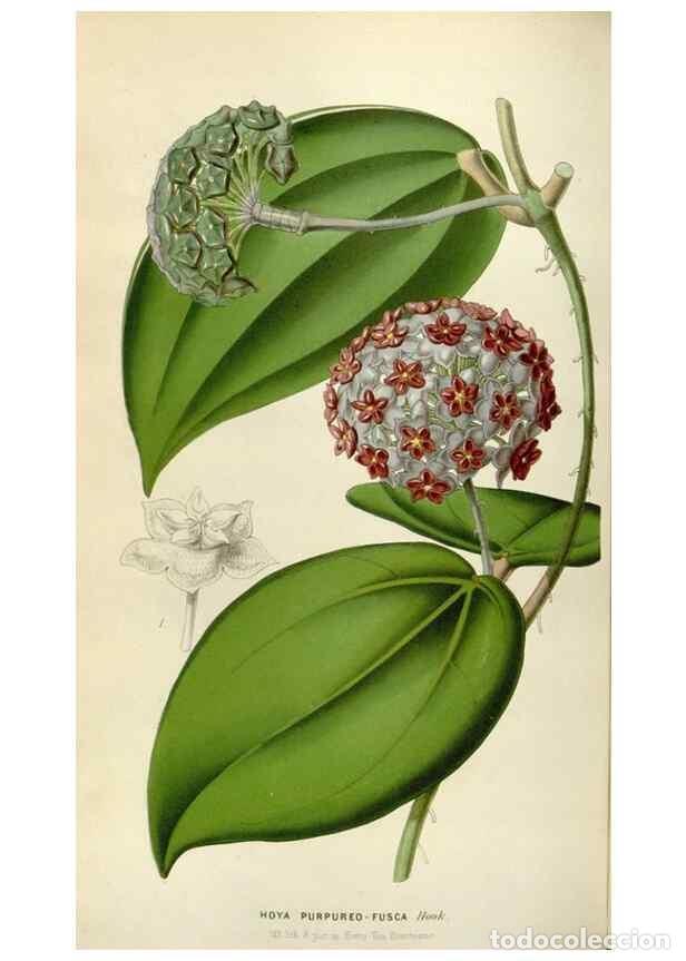 Collezionismo di Riviste e Giornali: Reproducci&oacute;n/Reproduction 49643746077: Flore des serres et des jardins de l'Europe. A Gand :chez Lou