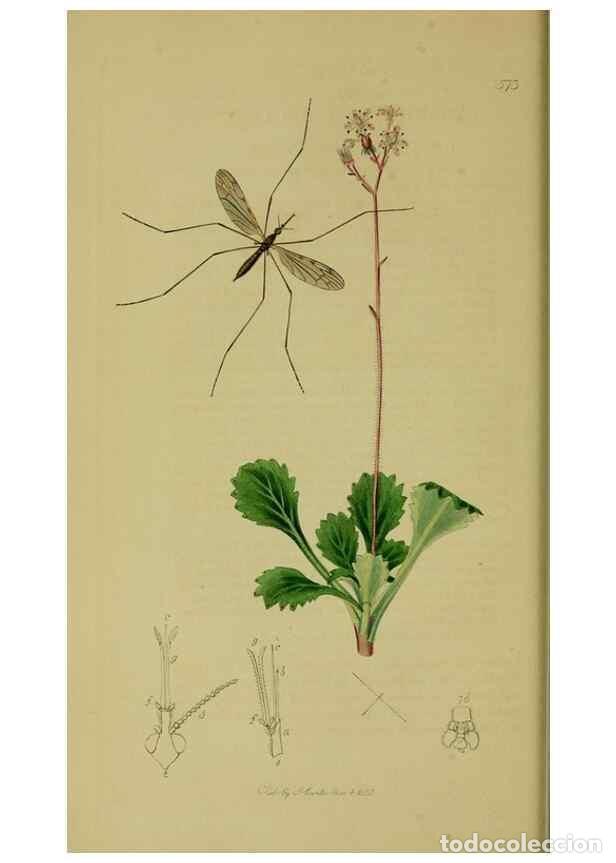 Collectionnisme de Revues et Journaux: Reproducci&oacute;n/Reproduction 49640399048: British entomology :. London,Printed for the author,1823-1840