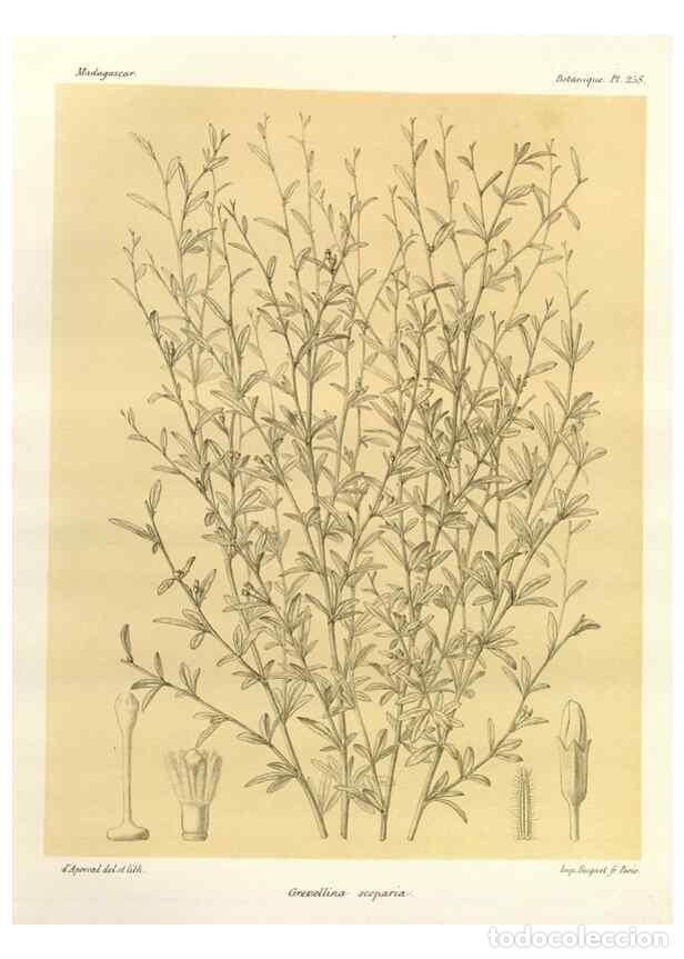 Collectionnisme de Revues et Journaux: Reproducci&oacute;n/Reproduction 49785408418: Histoire physique, naturelle, et politique de Madagascar. Par