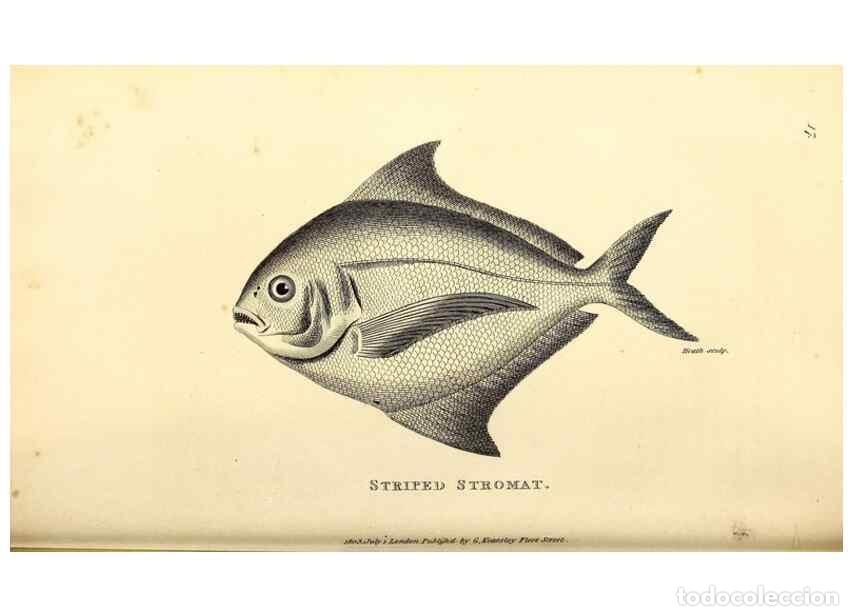 Collectionnisme de Revues et Journaux: Reproducci&oacute;n/Reproduction 49826963137: General zoology, or Systematic natural history. London,Printe