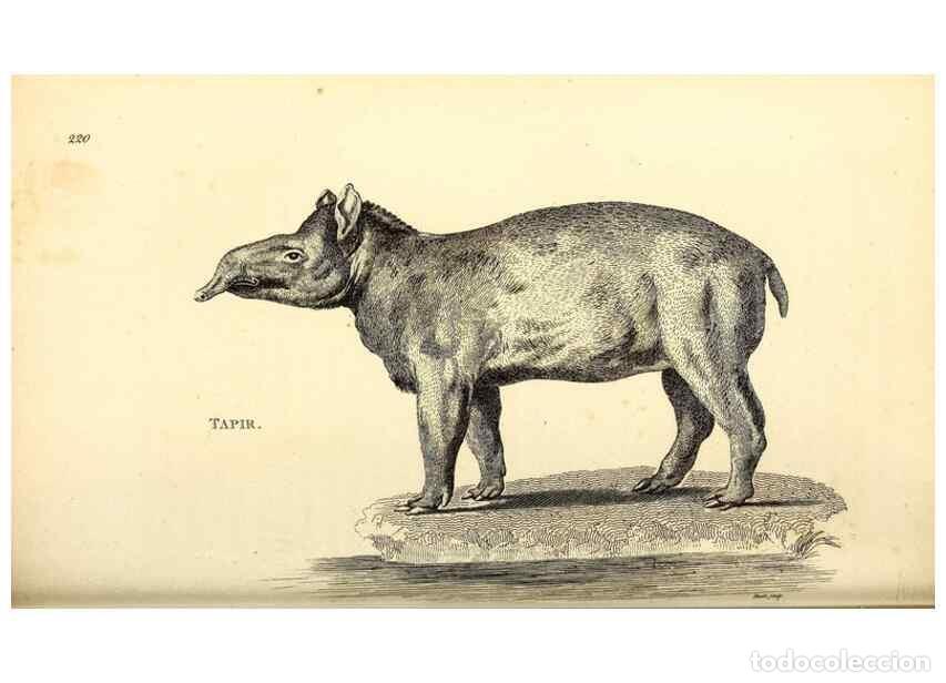 Collection Magazines and Newspapers: Reproducci&oacute;n/Reproduction 49826012298: General zoology, or Systematic natural history. London,Printe