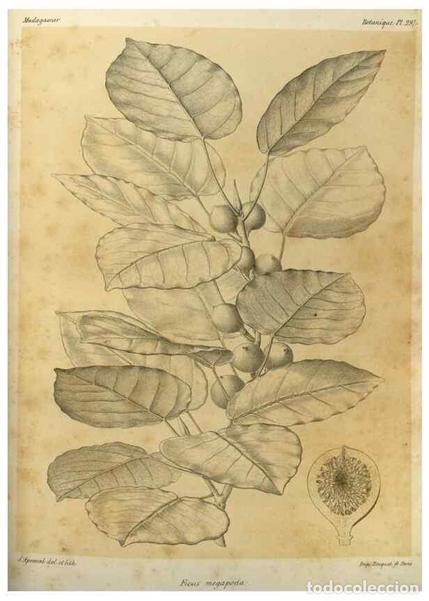 Collection Magazines and Newspapers: Reproducci&oacute;n/Reproduction 49785502343: Histoire physique, naturelle, et politique de Madagascar. Par