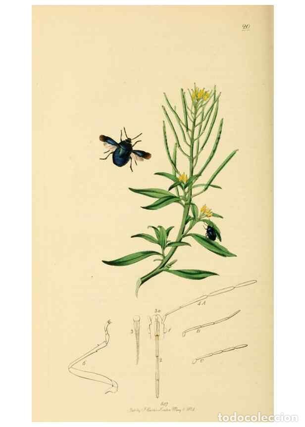 Collezionismo di Riviste e Giornali: Reproducci&oacute;n/Reproduction 49641147817: British entomology :. London,Printed for the author,1823-1840