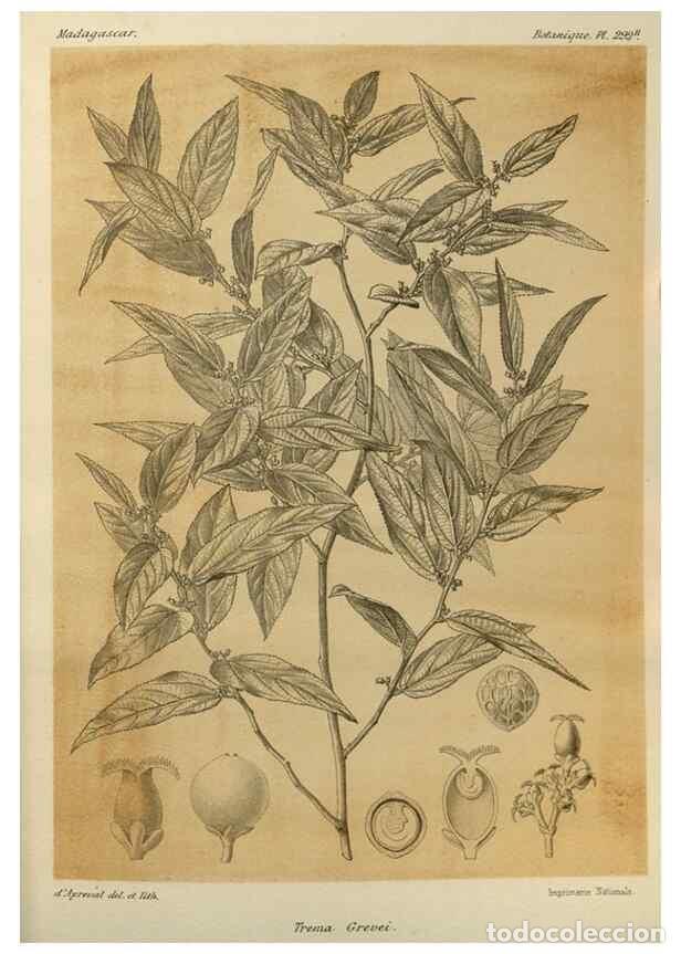 Collezionismo di Riviste e Giornali: Reproducci&oacute;n/Reproduction 49786356972: Histoire physique, naturelle, et politique de Madagascar. Par