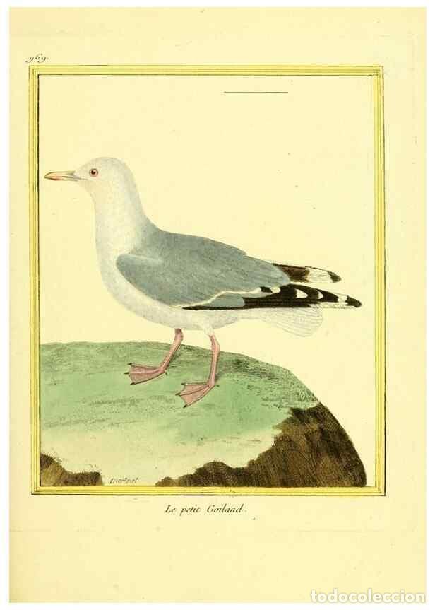 Collezionismo di Riviste e Giornali: Reproducci&oacute;n/Reproduction 49640796312: Planches enlumin&eacute;es d'histoire naturelle. Paris? :s.n.,1765-1